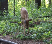 Westwood2013 Deer 025